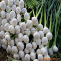 New Crop Fresh Garlic Pure White and Normal White